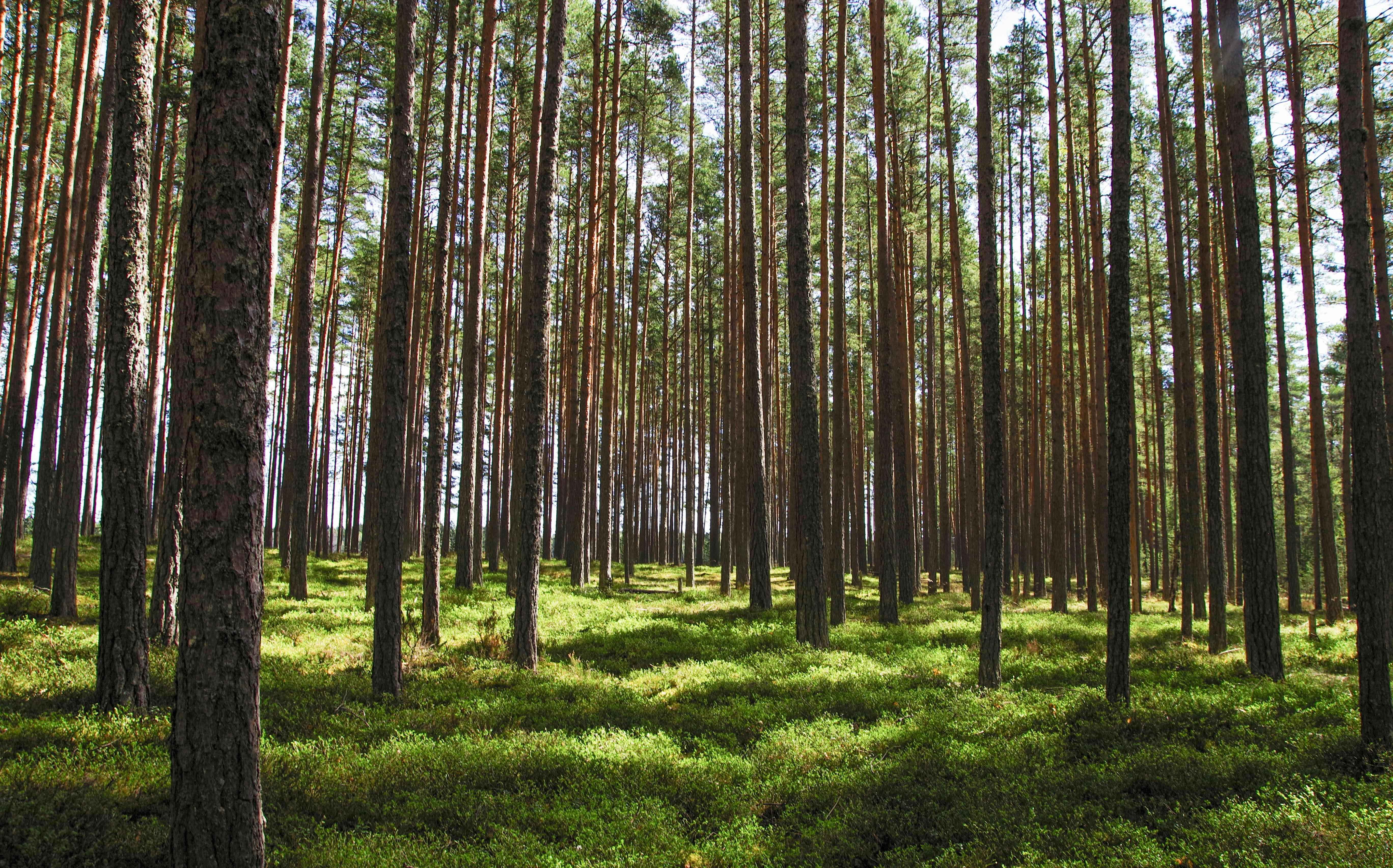 Wallonie : un 4ème appel à projets "Forêt résiliente" est lancé