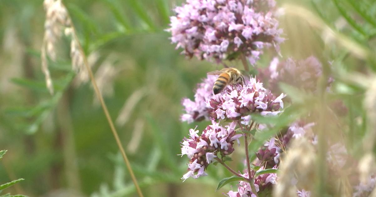Fontainel'Évêque les terrils du Calvaire et du Pétria deviendront une