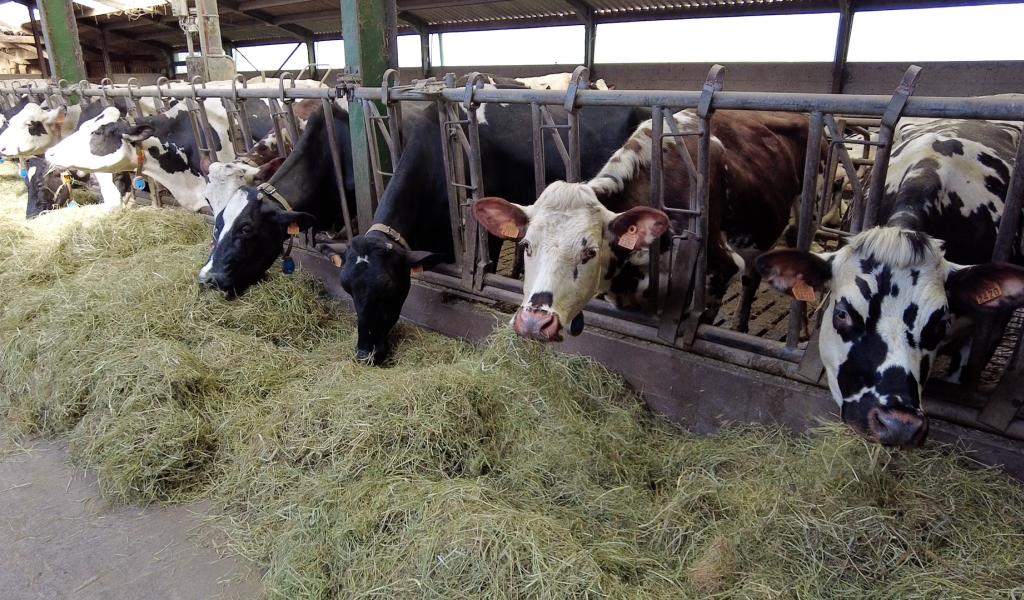 La filière laitière wallonne multiplie les actions pour garantir son avenir