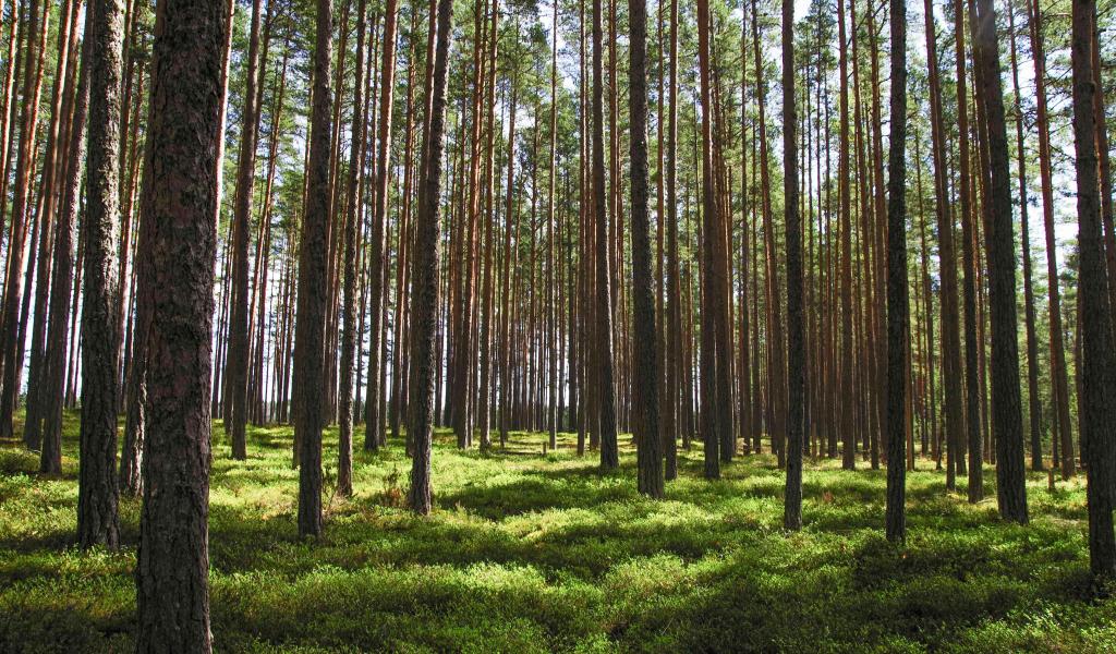 Wallonie : un 4ème appel à projets "Forêt résiliente" est lancé