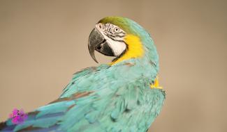 Pense-Bêtes : Un hôtel-refuge original pour oiseaux exotiques