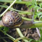 Pourquoi y a-t-il plus d'escargots dans les jardins que d'habitude