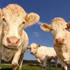 Les règles d'accès du bétail à l'eau assouplies par le parlement wallon