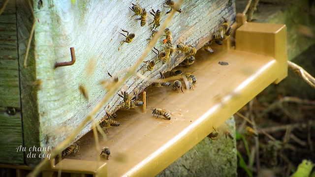 La mortalité des abeilles en hausse en 2024 pour la troisième année consécutive