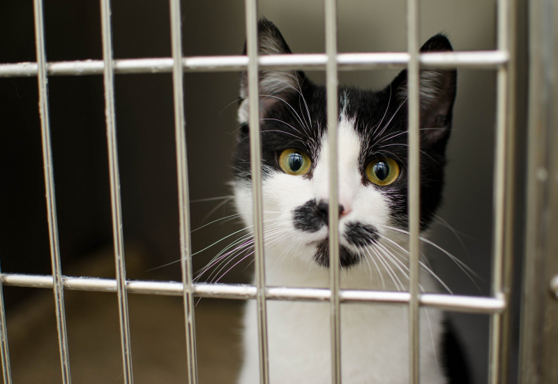 Des refuges dénoncent la non-stérilisation des chats, qui plombe leur capacité d'accueil
