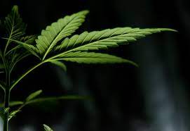 Erquelinnes, Lobbes, Charleroi, Thuin et Châtelet: action policière dans le milieu de la drogue