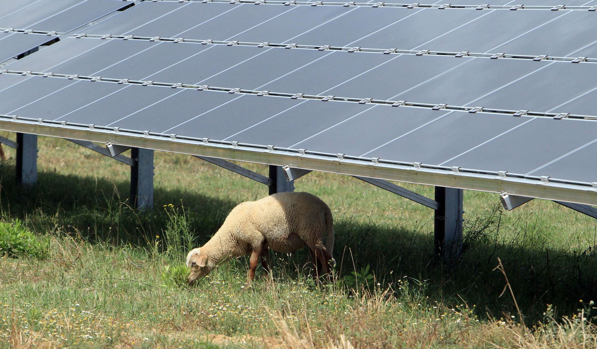 Projet agrivoltaïque à Aiseau-Presles : le Ministre Willy Borsus refuse le permis