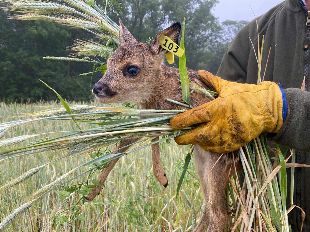 Comment sauver les animaux dans les champs en période de fauche