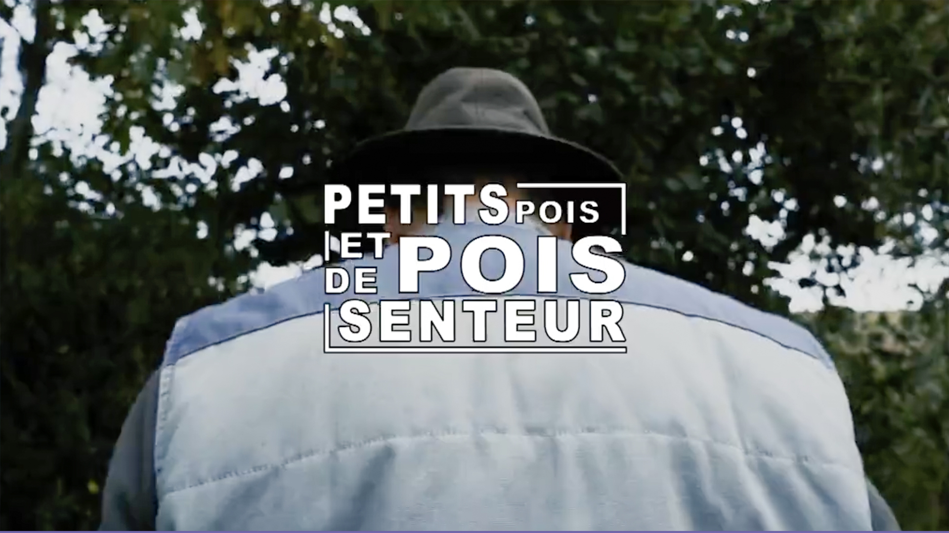 Petits pois et pois de senteur - 27/04/2024