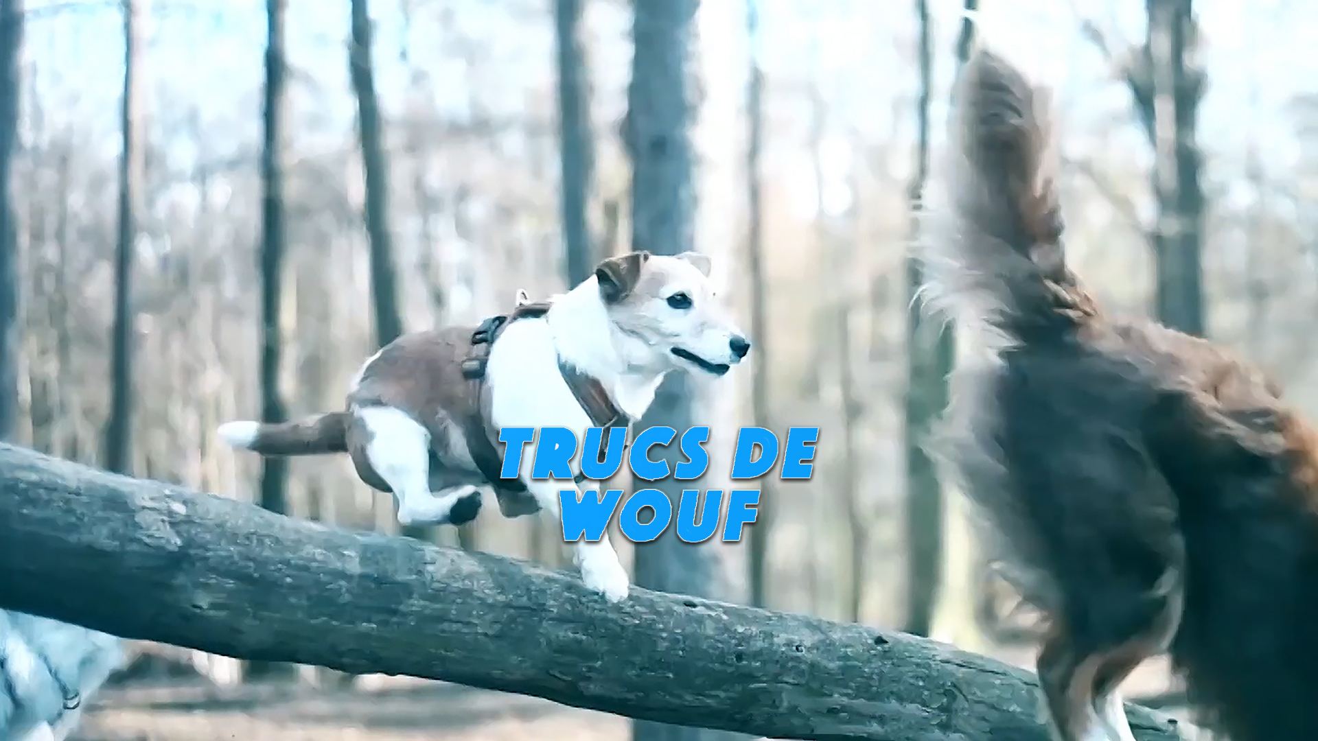 Trucs de Wouf: les feux d'artifice