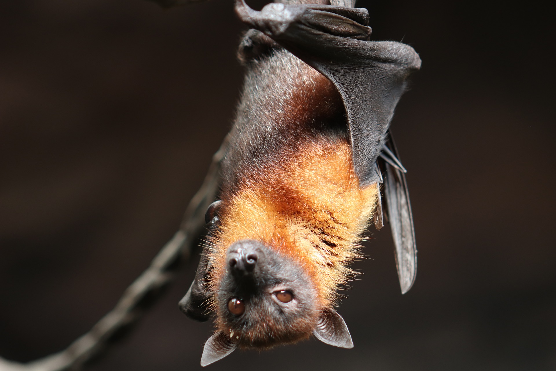 Des actions pour sensibiliser aux chauves-souris durant le mois d'août