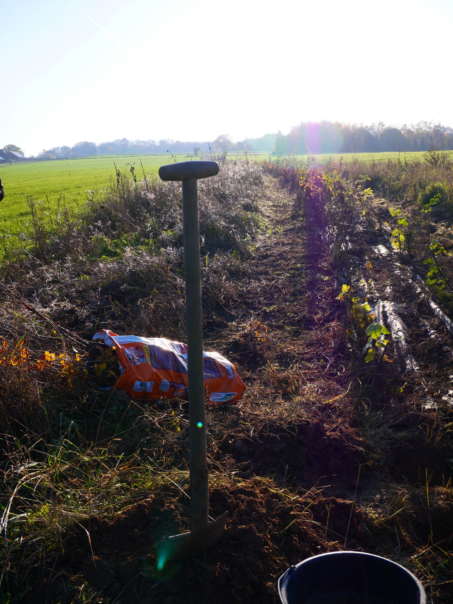 La Wallonie fournit des plants pour des projets de plantation d'envergure. Faites votre demande !