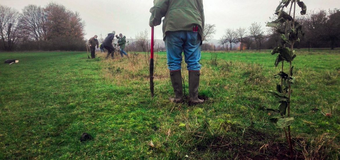 L'objectif de planter 1 million d'arbres et 4.000 km de haies en Wallonie est officiellement atteint