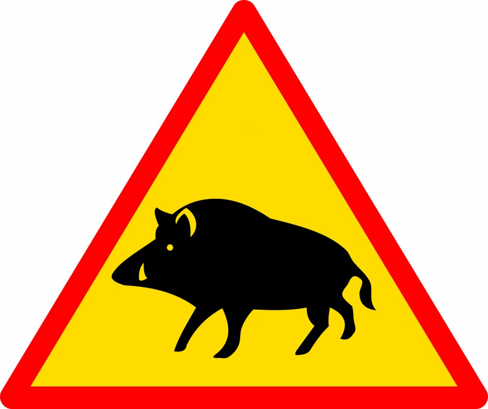 Farciennes: Une battue sera organisée ce mardi 27/02 à partir des bois Monard et de Pironchamps