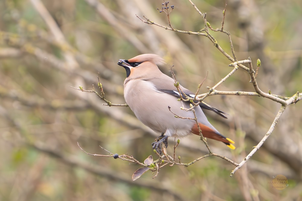 Exceptionnel : des oiseaux rares observés au Parc de la Serna !