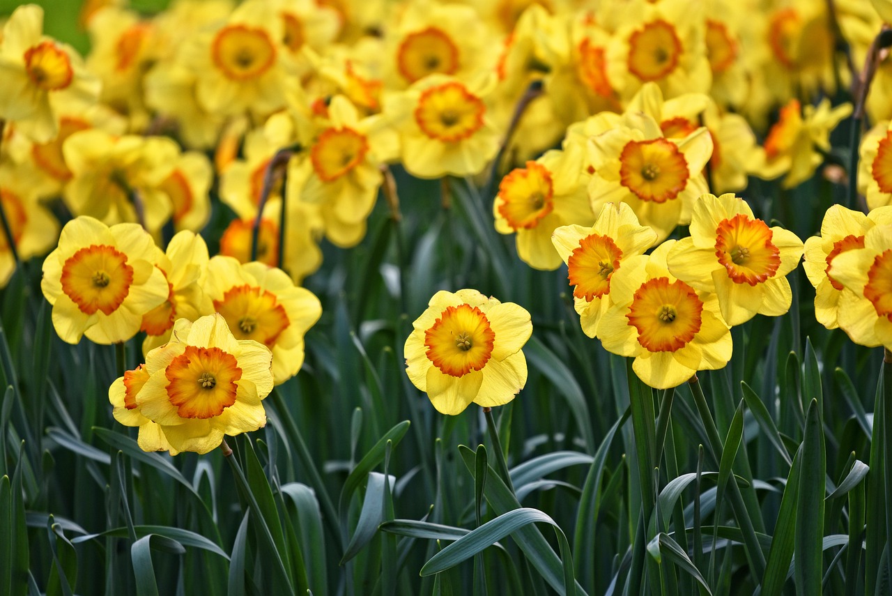 Un parcours floral dans le parc communal de Courcelles