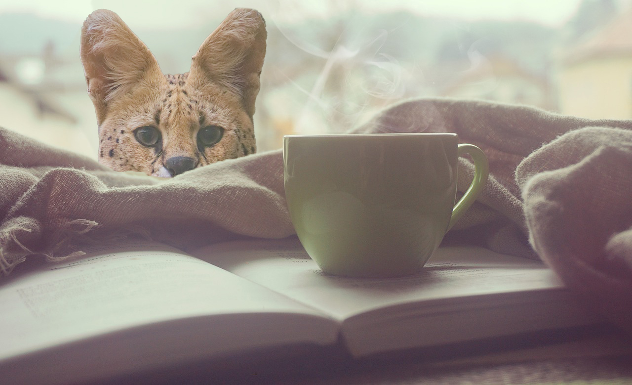 Le Bar à Kitty: un nouveau bar à chats original à Charleroi ?