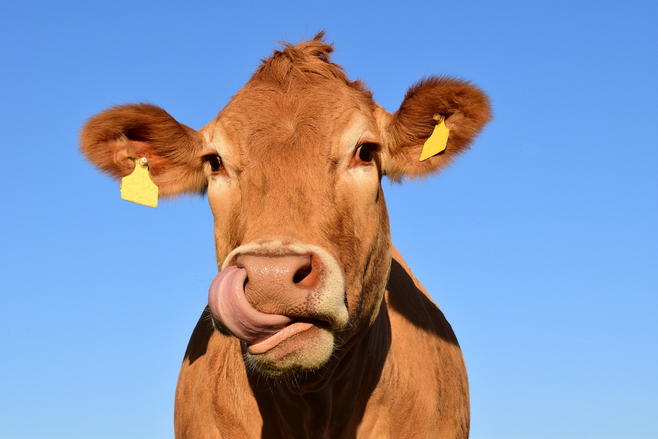 La Wallonie va assouplir les règles d'accès du bétail aux cours d'eau
