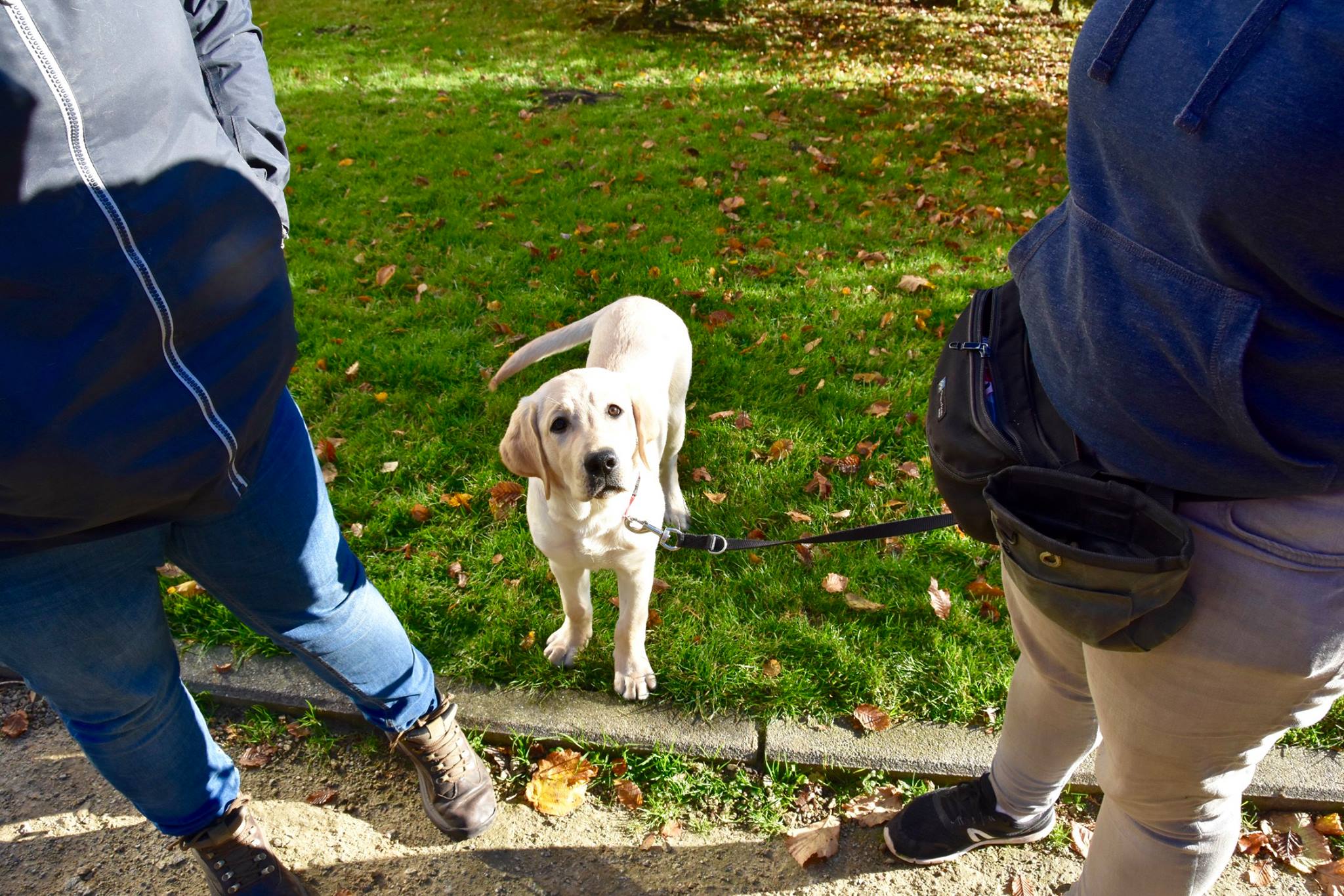 "Les Amis des Aveugles et Malvoyants" recherche des familles d'accueil pour Chiens Guides
