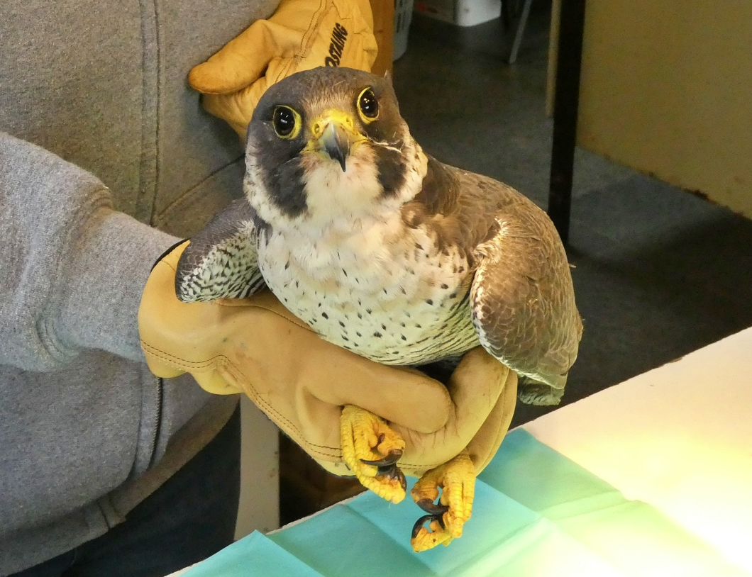 Du samedi 18 au lundi 20 mai, l'Aquascope ouvre son centre de Revalidation au public