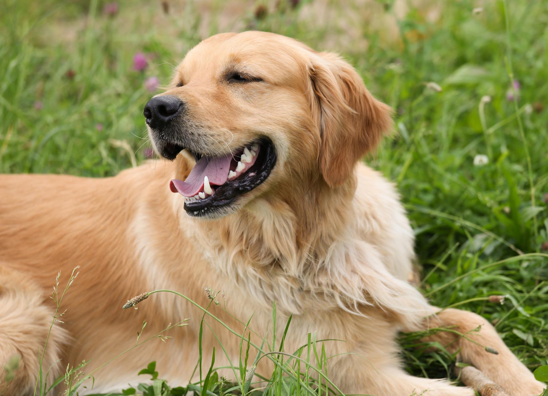 Farciennes souhaite créer un parc canin et des abris pour chats errants