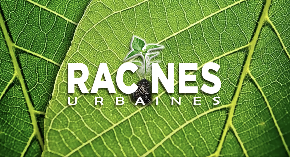 Racines urbaines : Le rempotage printanier