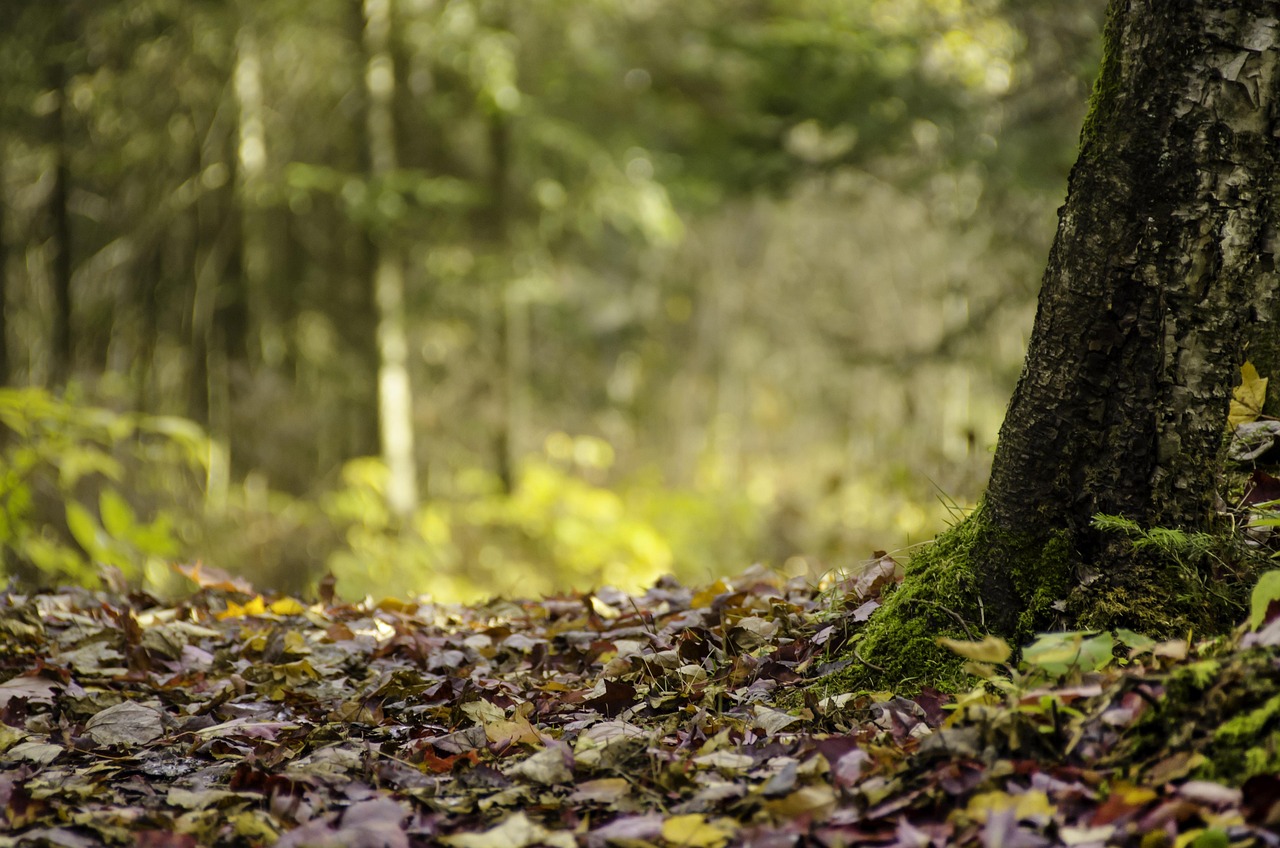 Près de 80% des Wallons veulent plus de forêts en libre évolution, selon une enquête