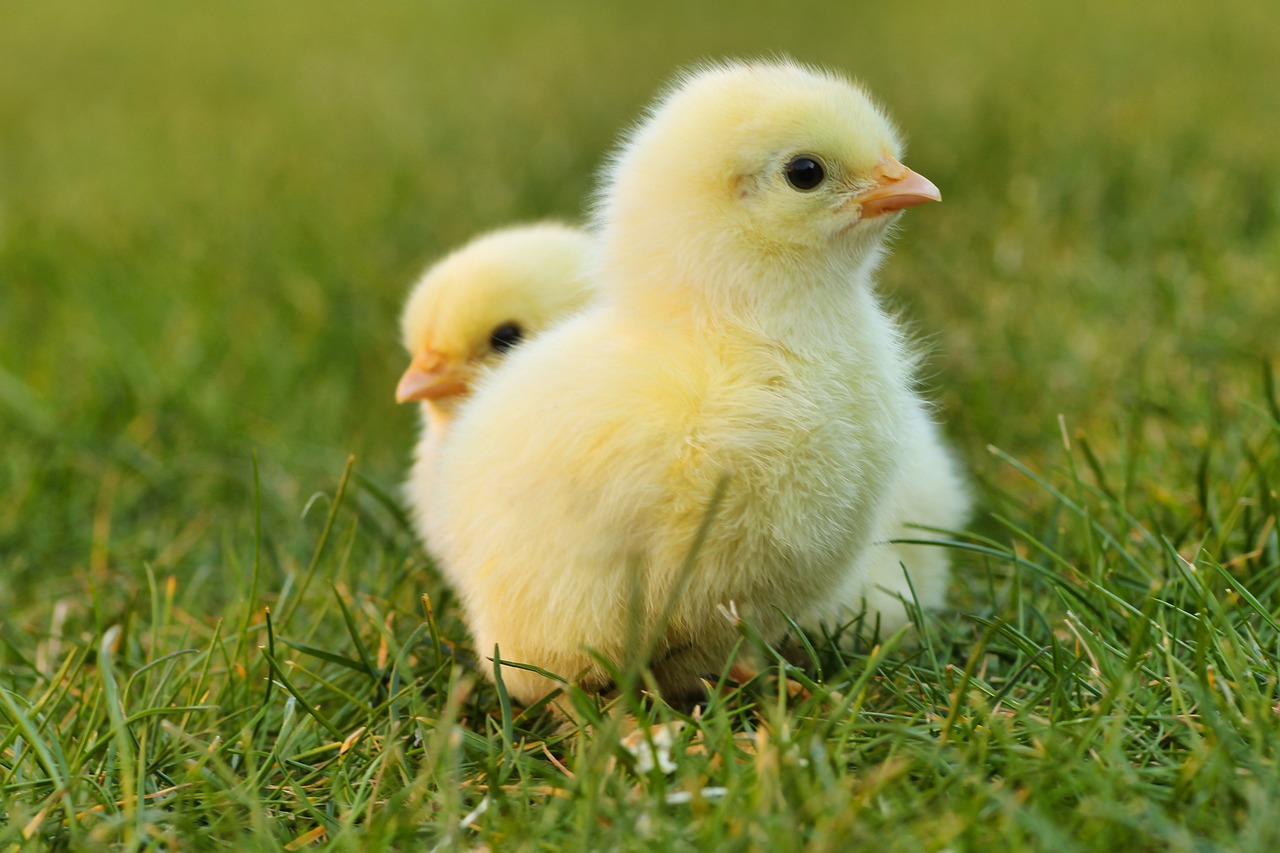 Le PS appelle le gouvernement wallon à interdire le gazage des poussins mâles