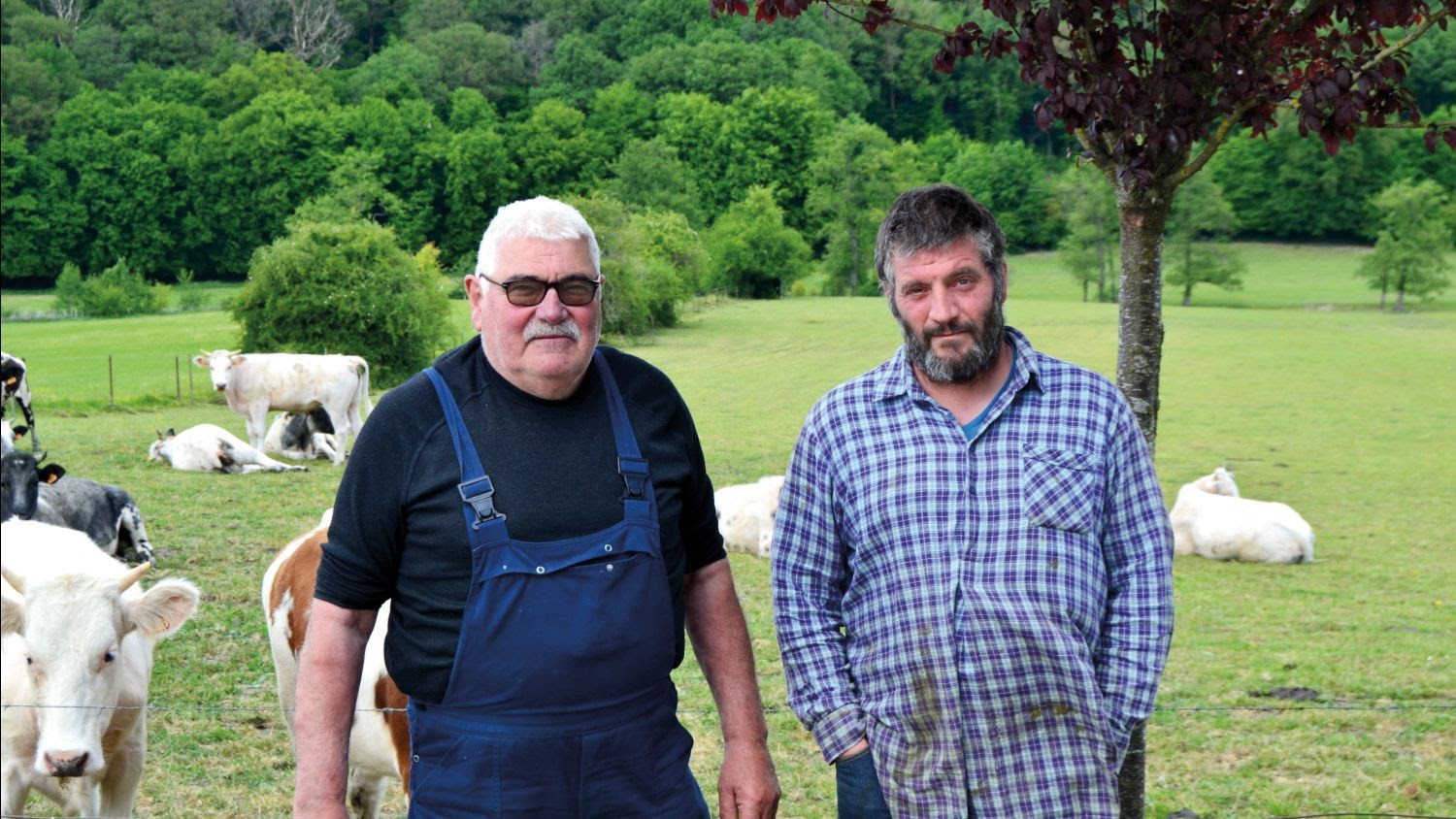 La ferme Leurquin à Salles, remporte le titre de plus belle prairie wallonne 2025 !