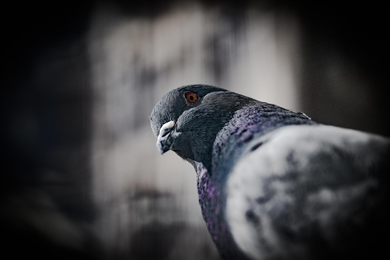 Fleurus : La ville maîtrise la population de pigeons sur son territoire