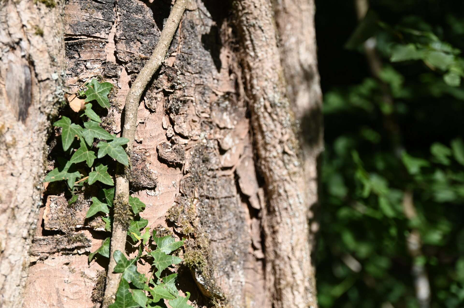 Parc national de l'ESEM : 1800 ha de forêt vont évoluer à leur rythme