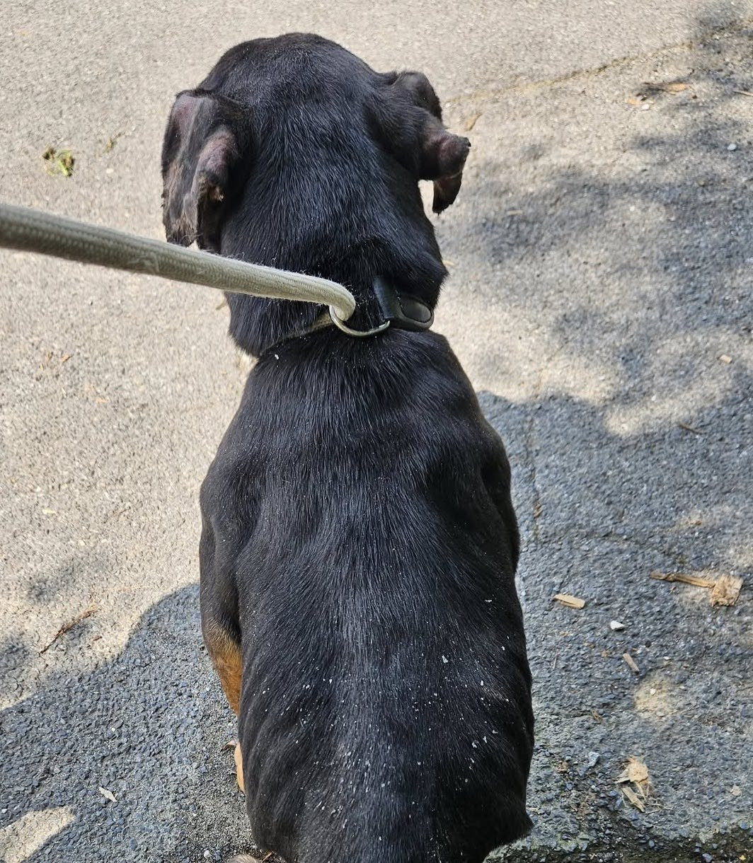 Dampremy : Plusieurs chiens vivaient dans des conditions déplorables