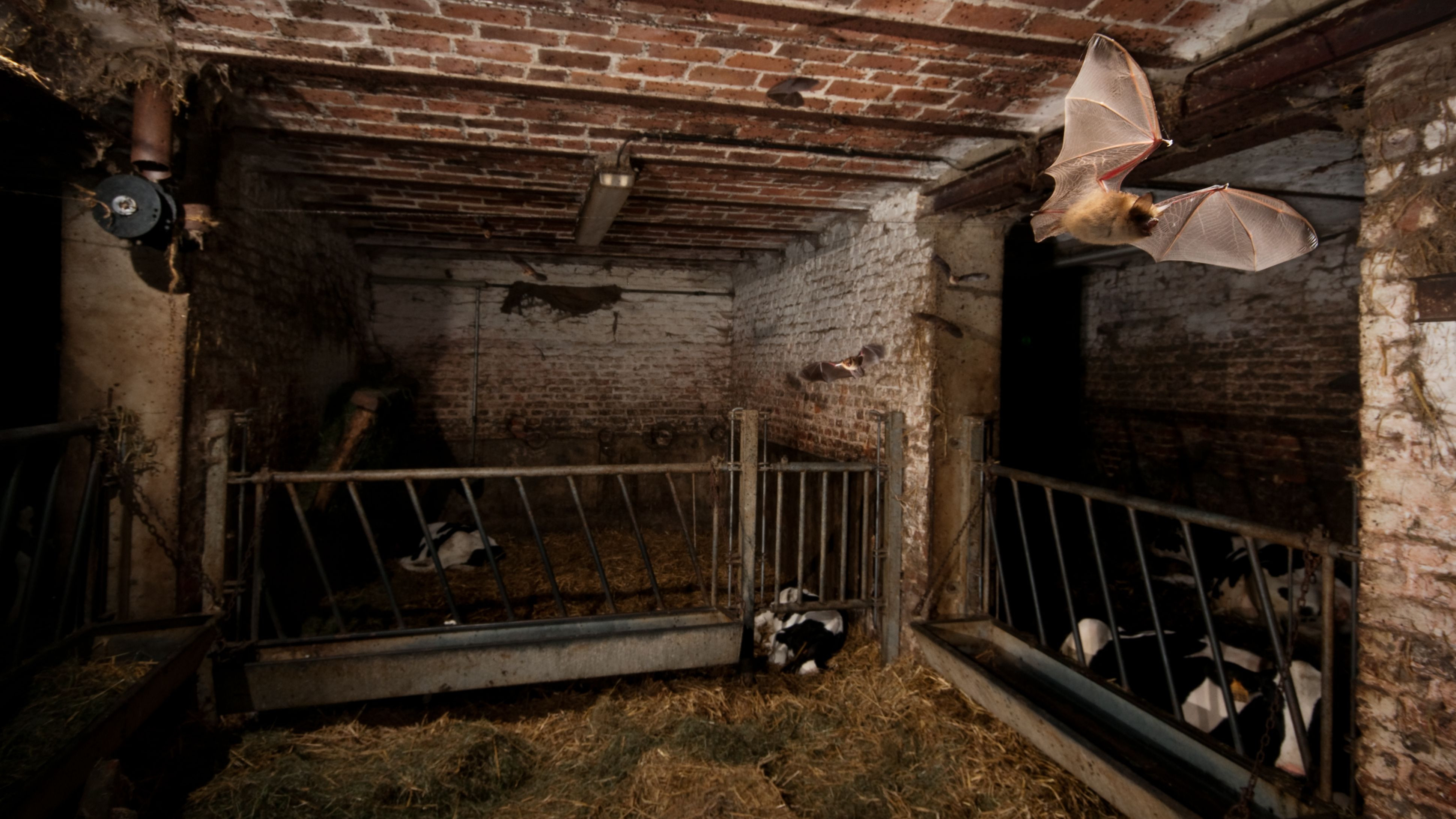 La Nuit européenne des chauves-souris 2025 aura lieu du 30 au 31 août