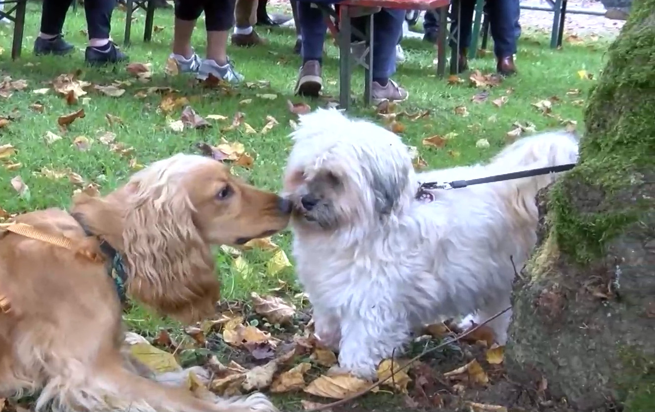 Ham-sur-Heure/Nalinnes : la Bénédiction Saint-Hubert revient ce dimanche 9 novembre