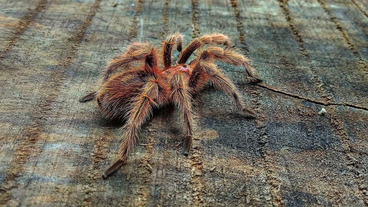 Un refuge limbourgeois accueille 150 tarentules de la région de Charleroi