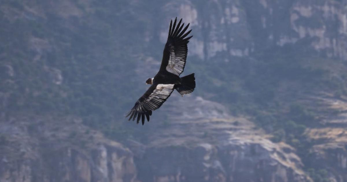 Le condor, l'oeil du monde