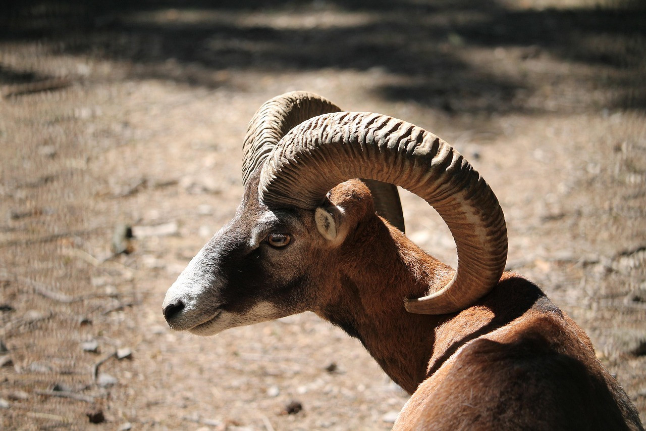 Appel Hainaut : Jugement réformé dans l'affaire des mouflons corses introduits en Wallonie
