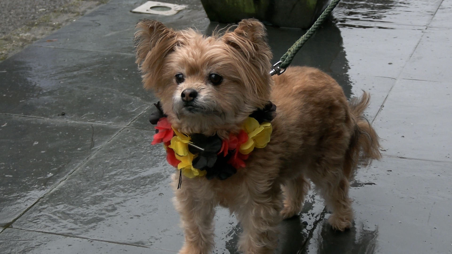C Local : balade canine déguisée à Montigny-le-Tilleul