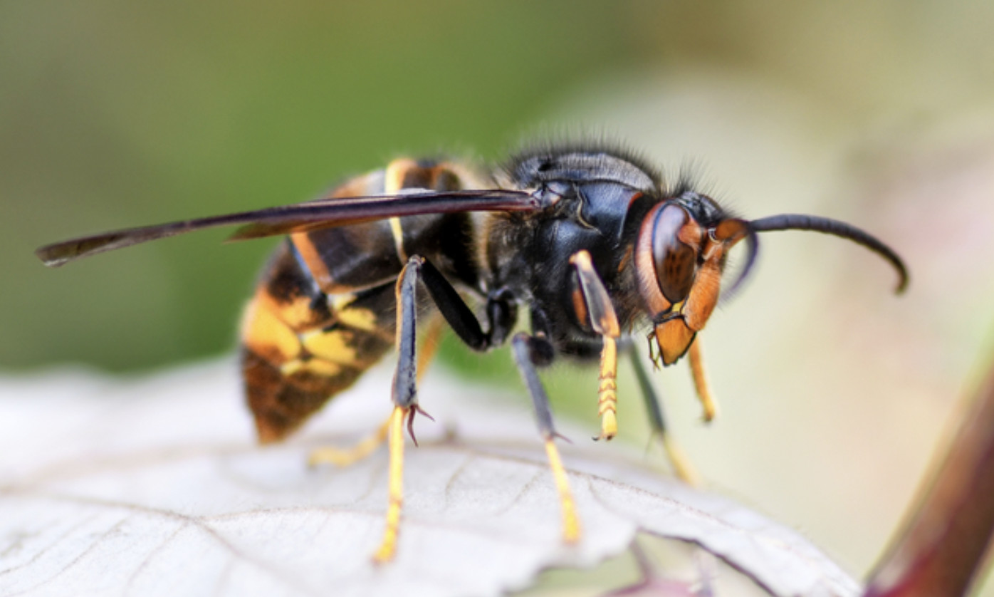 Lobbes : soirée d'information sur le frelon asiatique