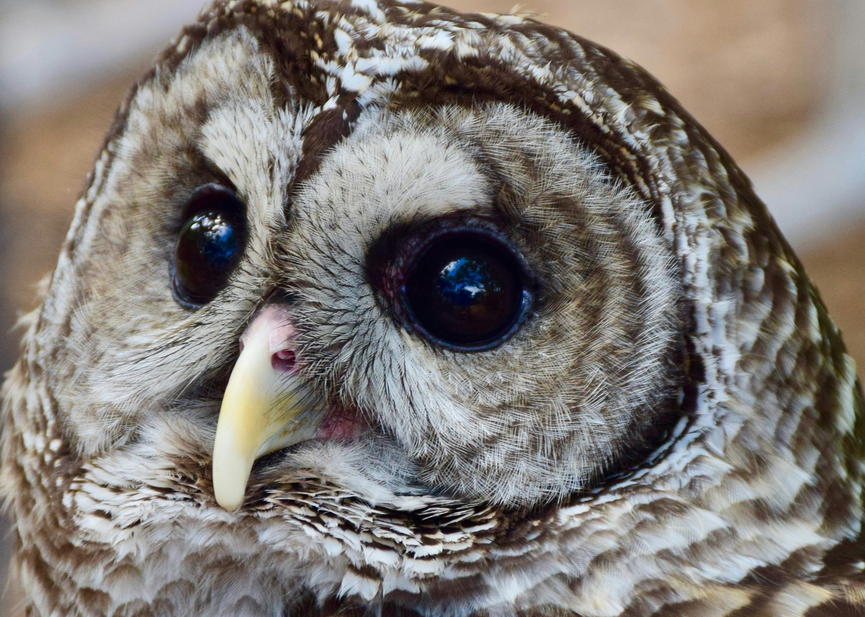 Courcelles et Natagora organisent la Nuit de la Chouette ce 27 mars