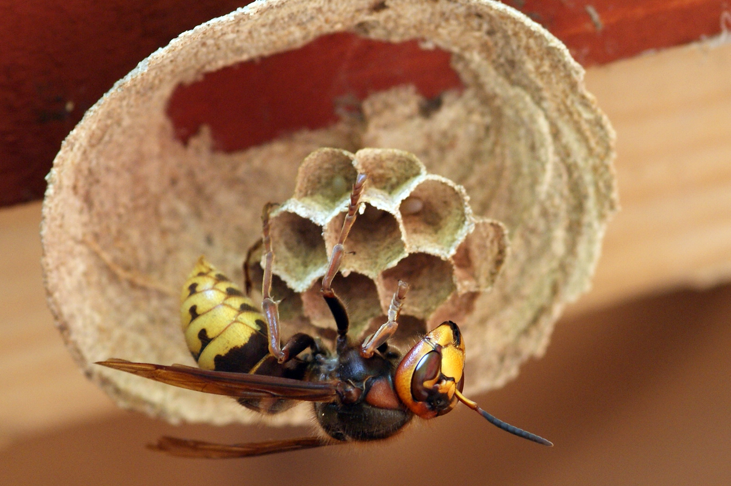 Frelons asiatiques: des pièges à disposition des habitants de Charleroi