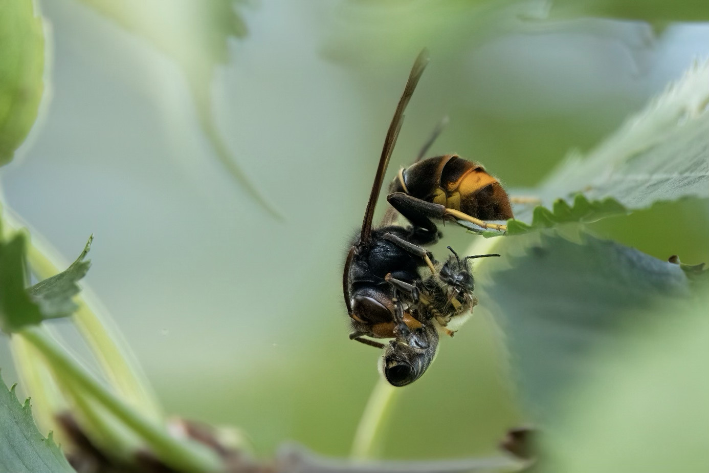 La Province de Hainaut se mobilise contre le Frelon asiatique