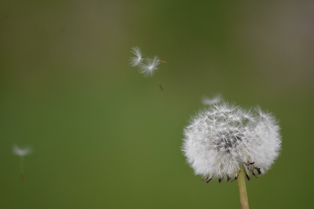 C'est le moment de sortir vos mouchoirs, la saison des pollens de graminées a commencé
