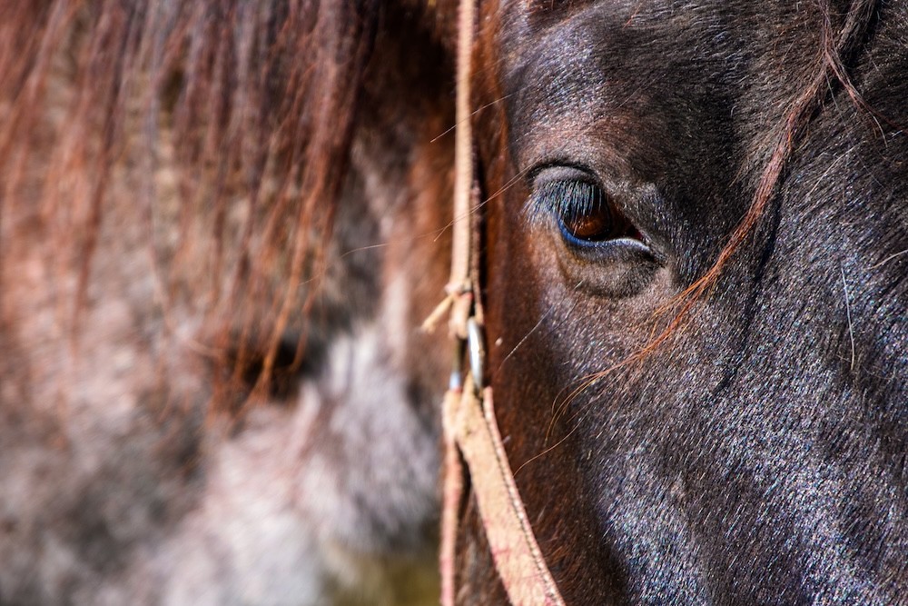 Marche de la Saint-Jean à Gosselies :  pas de chevaux en raison des conditions climatiques