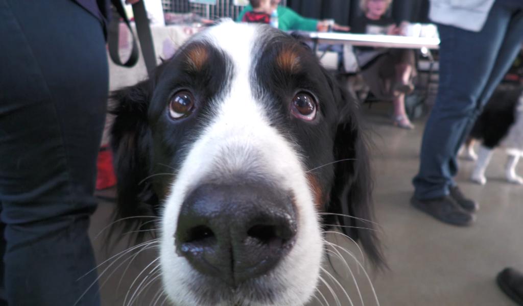 Le Salon du Bien-Etre animal de Ham-sur-Heure-Nalinnes revient le 18 avril