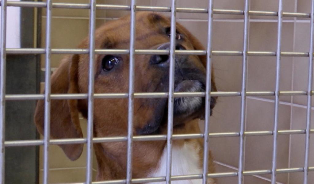 La SPA de Charleroi est fermée jusqu'à nouvel ordre suite à des cas de giardiose