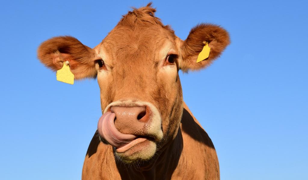 La Wallonie va assouplir les règles d'accès du bétail aux cours d'eau