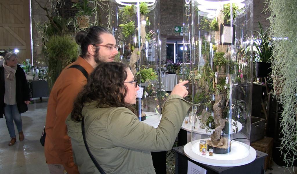 C Local : expo internationale d'orchidées à Thuin