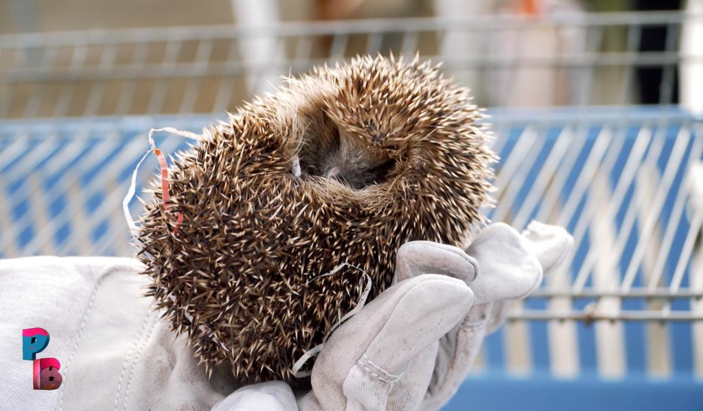 Pense-Bêtes : Le creaves de Namur