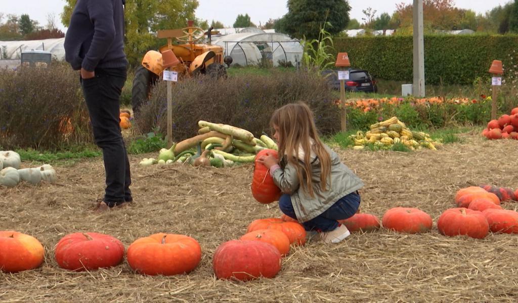Leernes: À la Ferme du Maustichi, la cueillette des potirons séduit les familles
